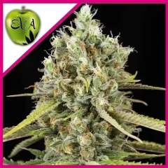Lemon king fem x3+1 Eva seeds