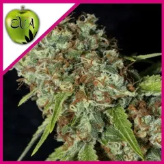 Jamaican dream cbd fem x3+1 Eva seeds