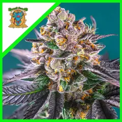 Red gorilla girl xl auto x3+1 Sweet seeds