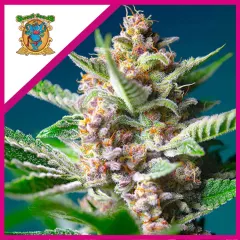 Purple punch og fem x3+1 Sweet seeds
