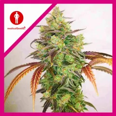 Y griega cbd 2.0 fem x3+2 Medical Seeds