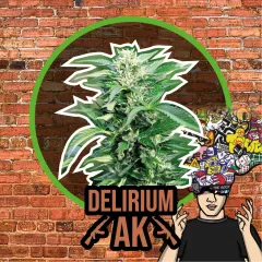 Delirium aka auto x4 Delirium Seeds