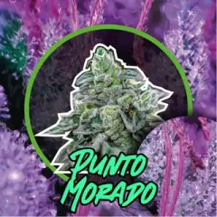 Punto morado fem x1 Delirium seeds