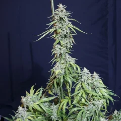 Super watermelon auto x3 Eva seeds