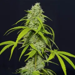 Orange kush auto x3 Eva seeds