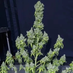 Magic tree auto x3 Eva seeds