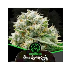 Bear sugar candy fem x4 Delirium seeds