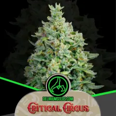 Critical circus fast x4 Delirium seeds