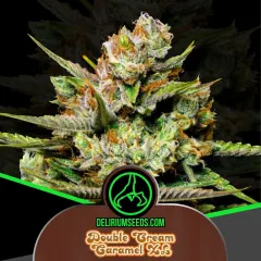 Double cream caramel auto x4 Delirium seeds
