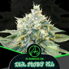 Delirium moby xl fem x2 Delirium seeds