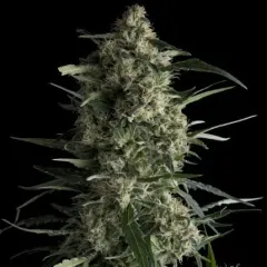 Galaxy fem x3+2 Pyramid seeds