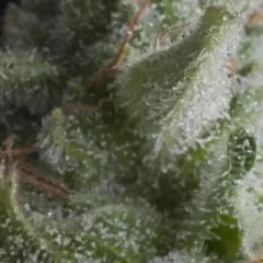 Shark fem x5+2 Pyramid seeds