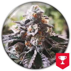 Cookies purple punch fem x3 Medical seeds