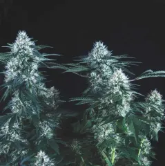 Tutankhamon fast x3+1 Pyramid seeds