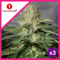 Og kush cbd fem x3+2 Medical seeds
