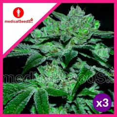 Sour glue fem x3+2 Medical seeds
