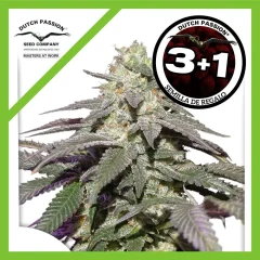 Skywalker haze auto x3 Dutch passion