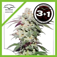 Skywalker haze fem x3 Dutch passion