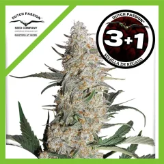 Critical orange punch fem x3+1 Dutch passion