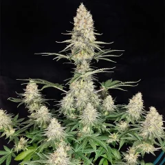 Quasar fem x3+1 Buddha seeds