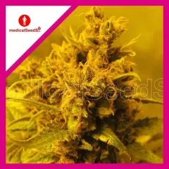 Y griega fem x3+2 Medical Seeds