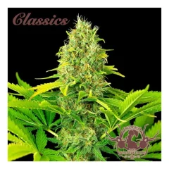 White widow classic auto x3+1 Buddha seeds