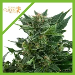 Royal kush auto x3 Royal queen