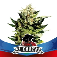 El gaucho faster sp x4 Bsf