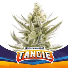 Tangie xxl auto x2 Bsf