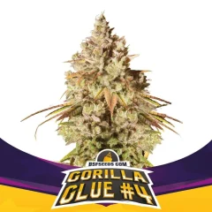 Gorilla glue n4 fem x4 Bsf
