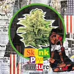 Skunk pop culture auto x4 Delirium seeds
