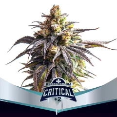 Critical +2 xxl auto x2 Bsf