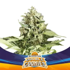 Double cookies sp auto x4 Bsf