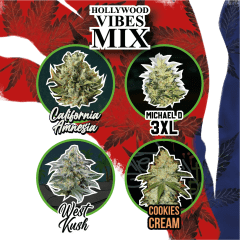 Mix hollywood vibe auto x4 Delirium seeds