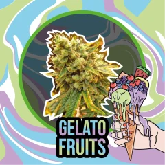 Gelato fruits auto x4 Delirium seedss