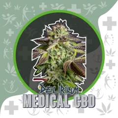 Medical cbd fem x4 Delirium seeds