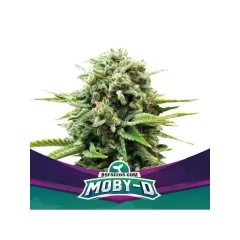 Moby D fem x2 Bsf
