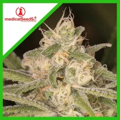 No name auto x3+2 Medical seeds