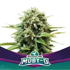 Moby D fem x4 Bsf
