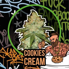Cookies cream auto x4 Delirium seeds
