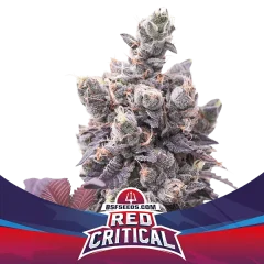 Red critical auto x4 Bsf