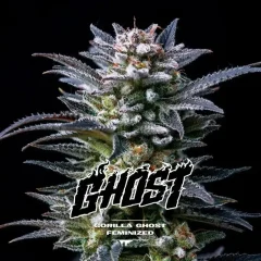Gorilla ghost gk fem x2 Bsf