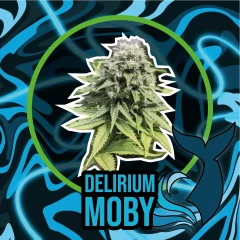 Delirium moby auto x4 Delirium seeds