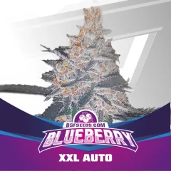 Blueberry auto x2 Bsf