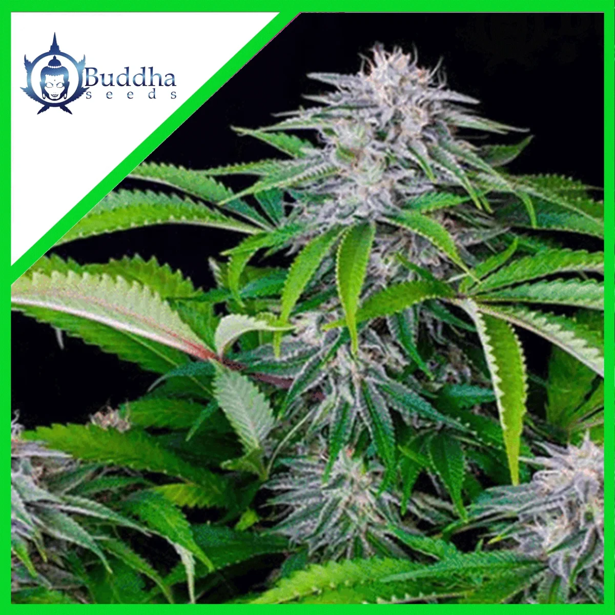 Tangie auto x3+1 Buddha seeds1