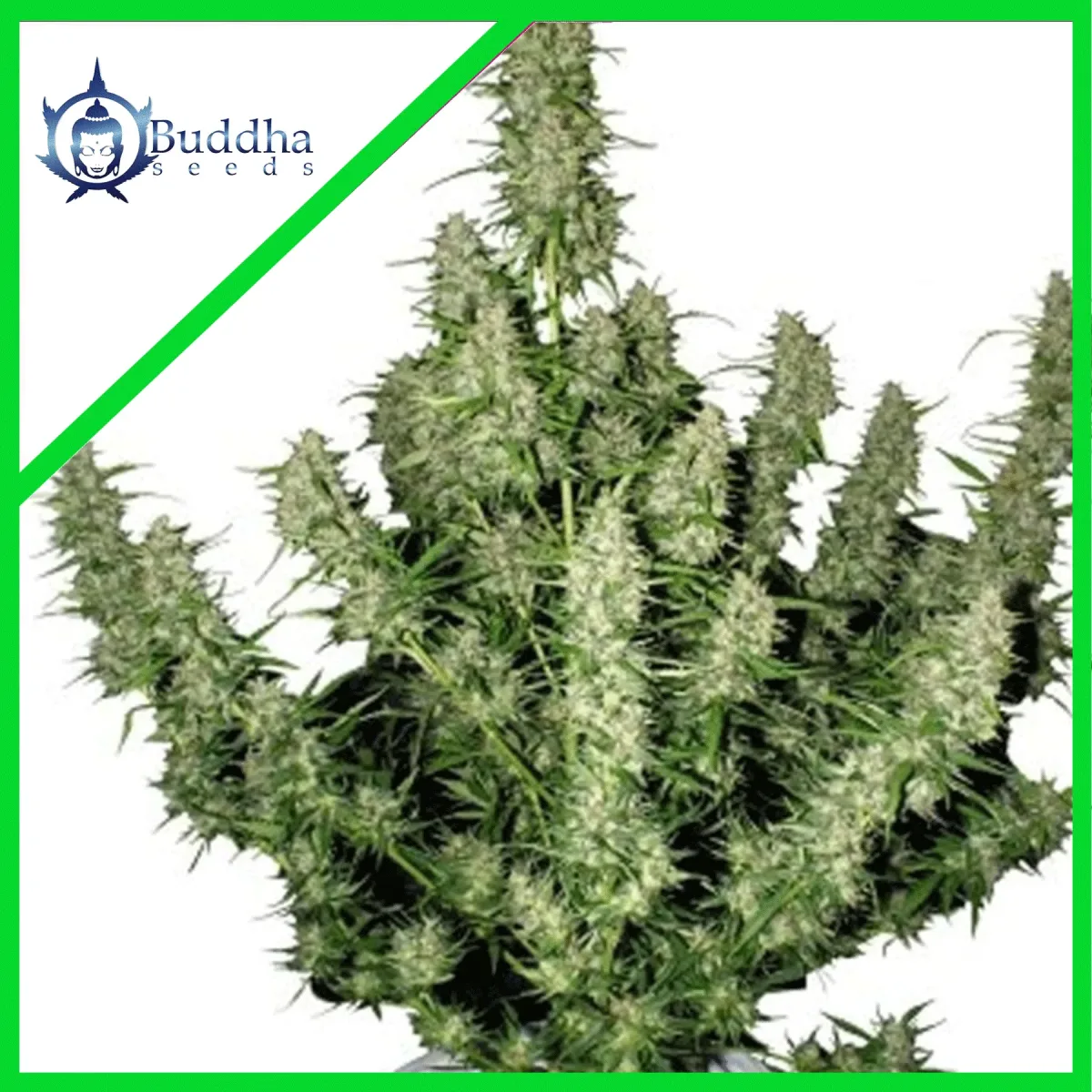 Magnum auto x3+1 Buddha seeds1