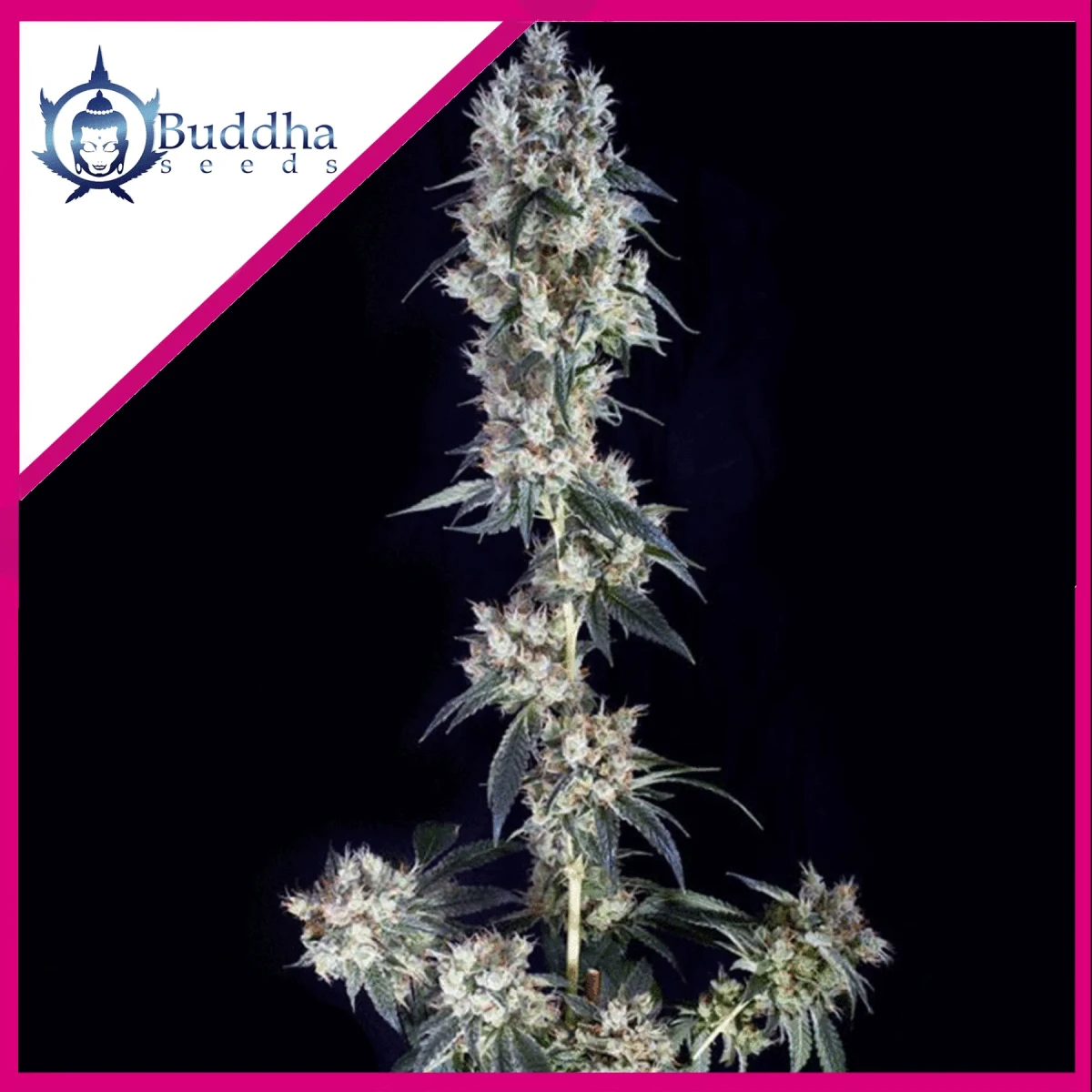 Cookie fem x3+1 Buddha seeds1