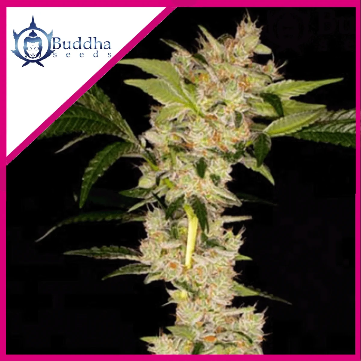 Gorilla fem x3+1 Buddha seeds1