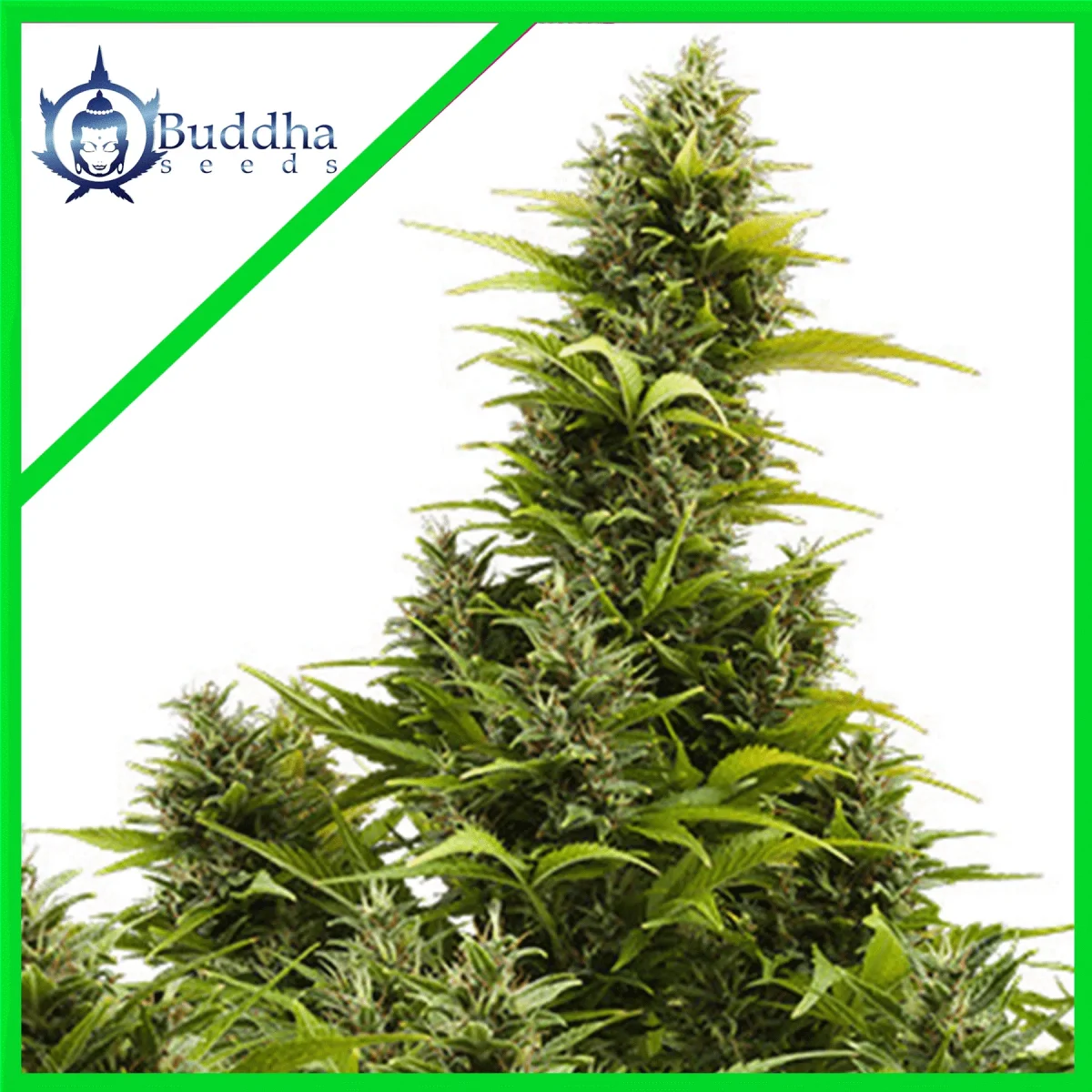 Medikit cbd auto x3+1 Buddha seeds1