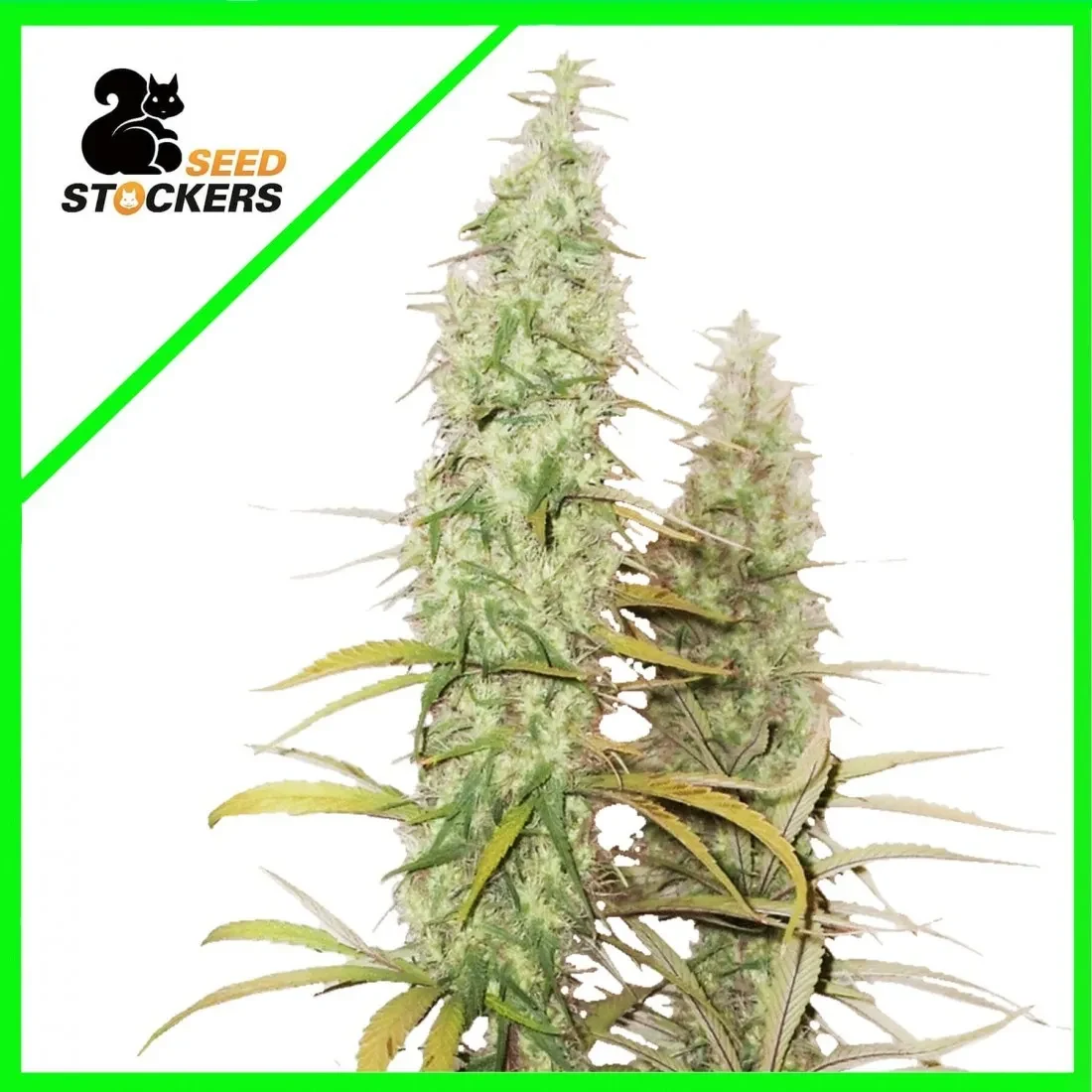 Santa marta haze auto x3 Seed stocker1